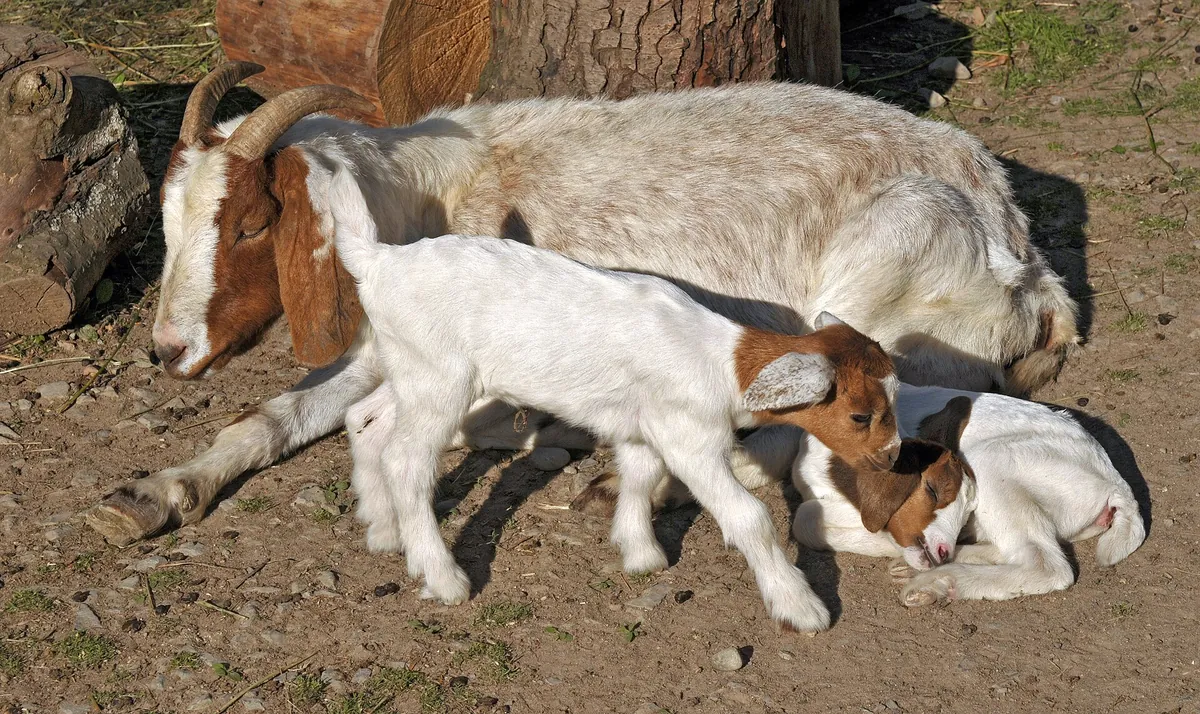 Tierpark Bad Pyrmont