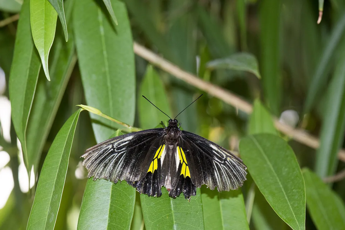 Butterfly Creek