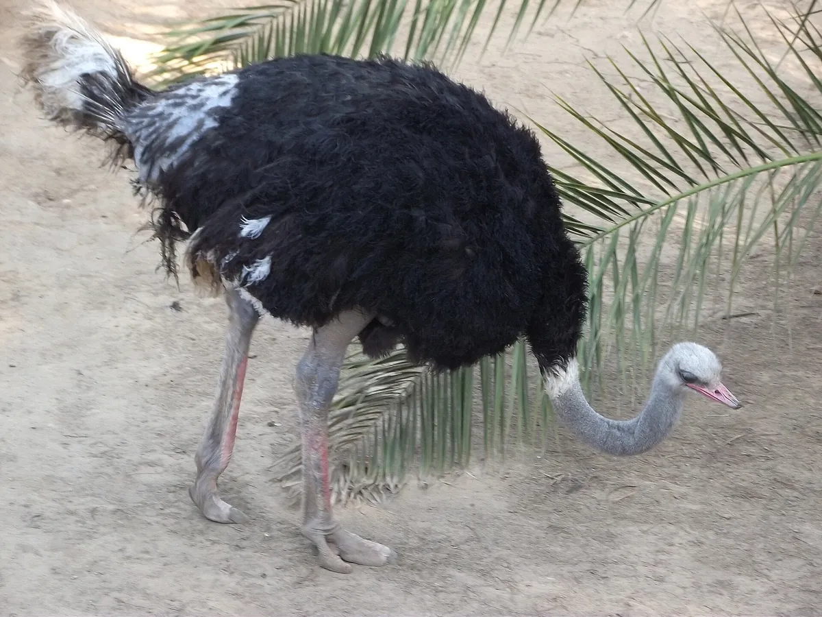 Zoológico de Quilpué