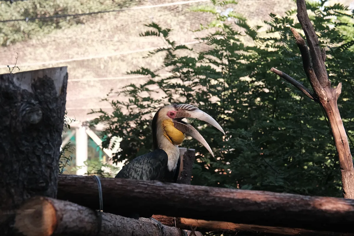 Nanjing Hongshan Forest Zoo