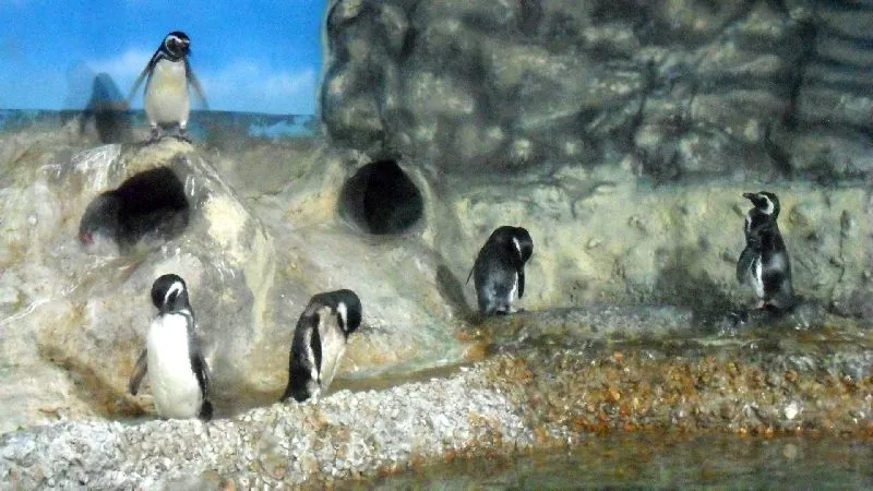 Municipal Aquarium of Santos