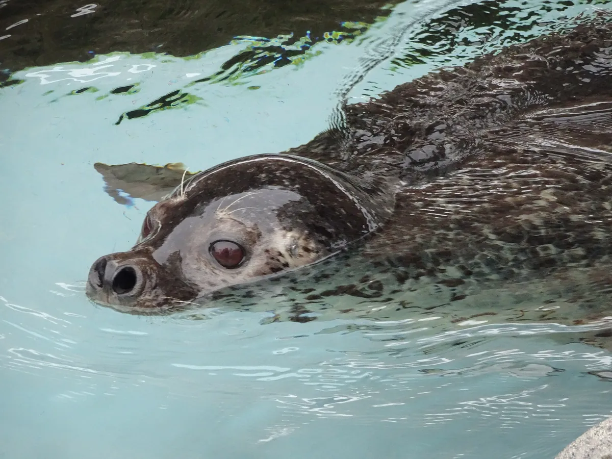 Asahiyama Zoo