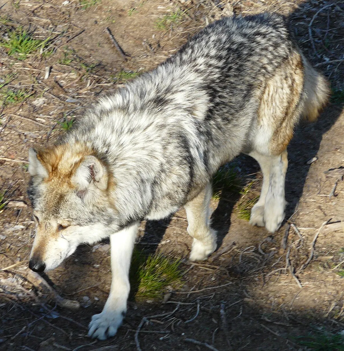 Sedgwick County Zoo