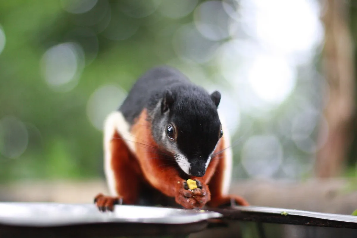 Randers Regnskov, Tropical Zoo