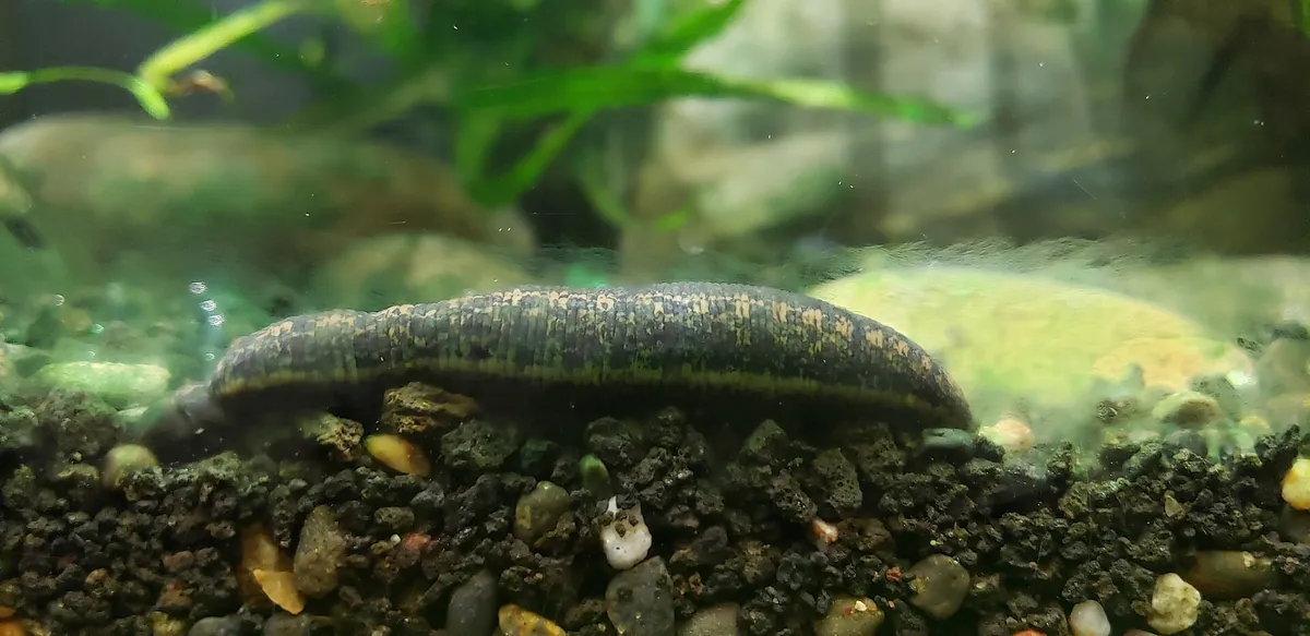 California Academy of Sciences