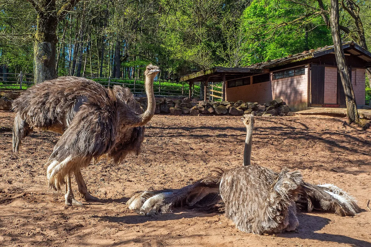 Kaiserslautern Zoo