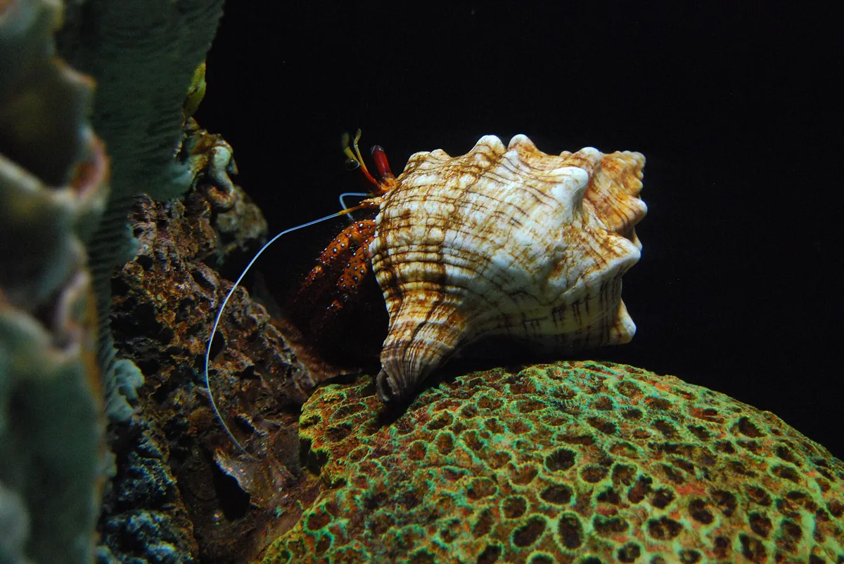Tennessee Aquarium