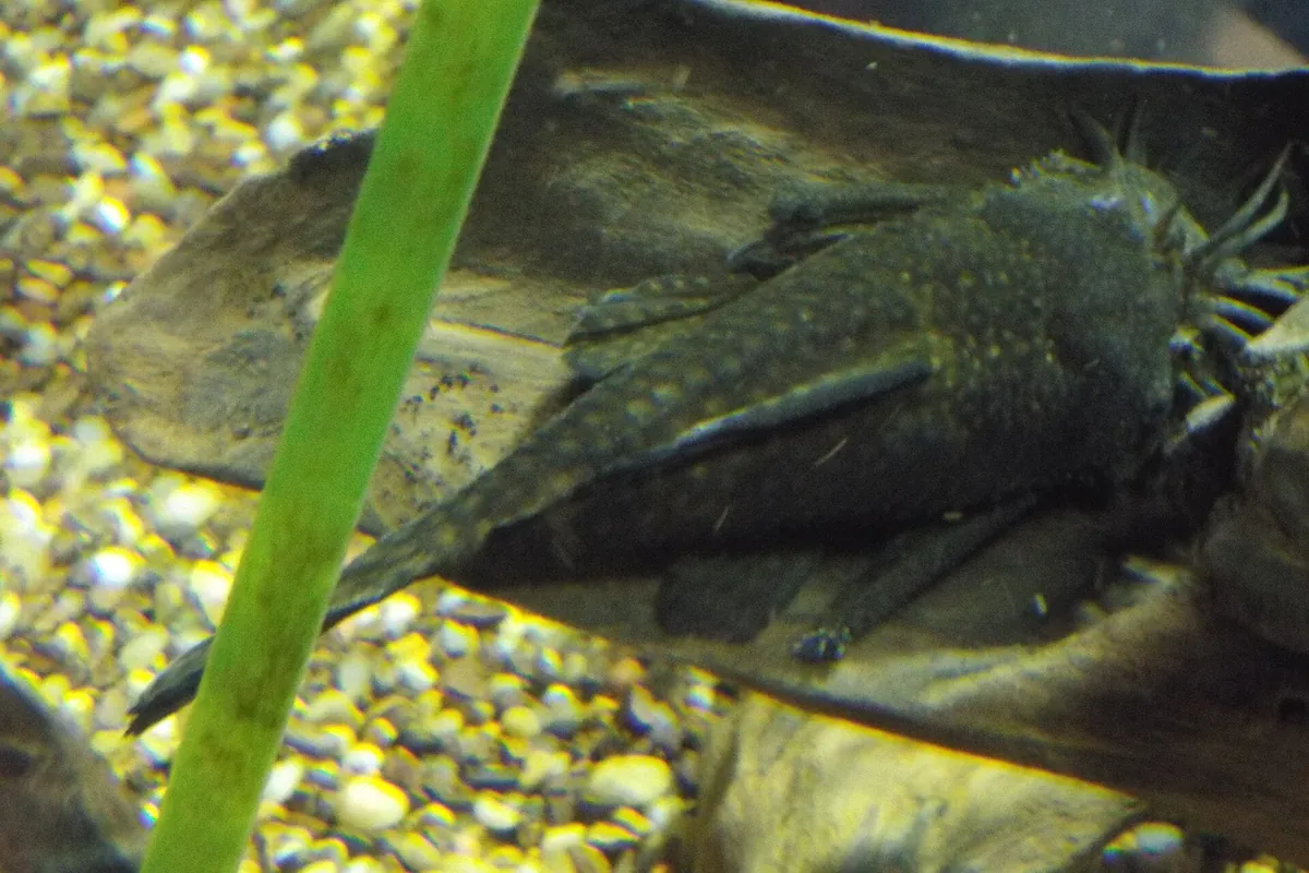 Tennessee Aquarium