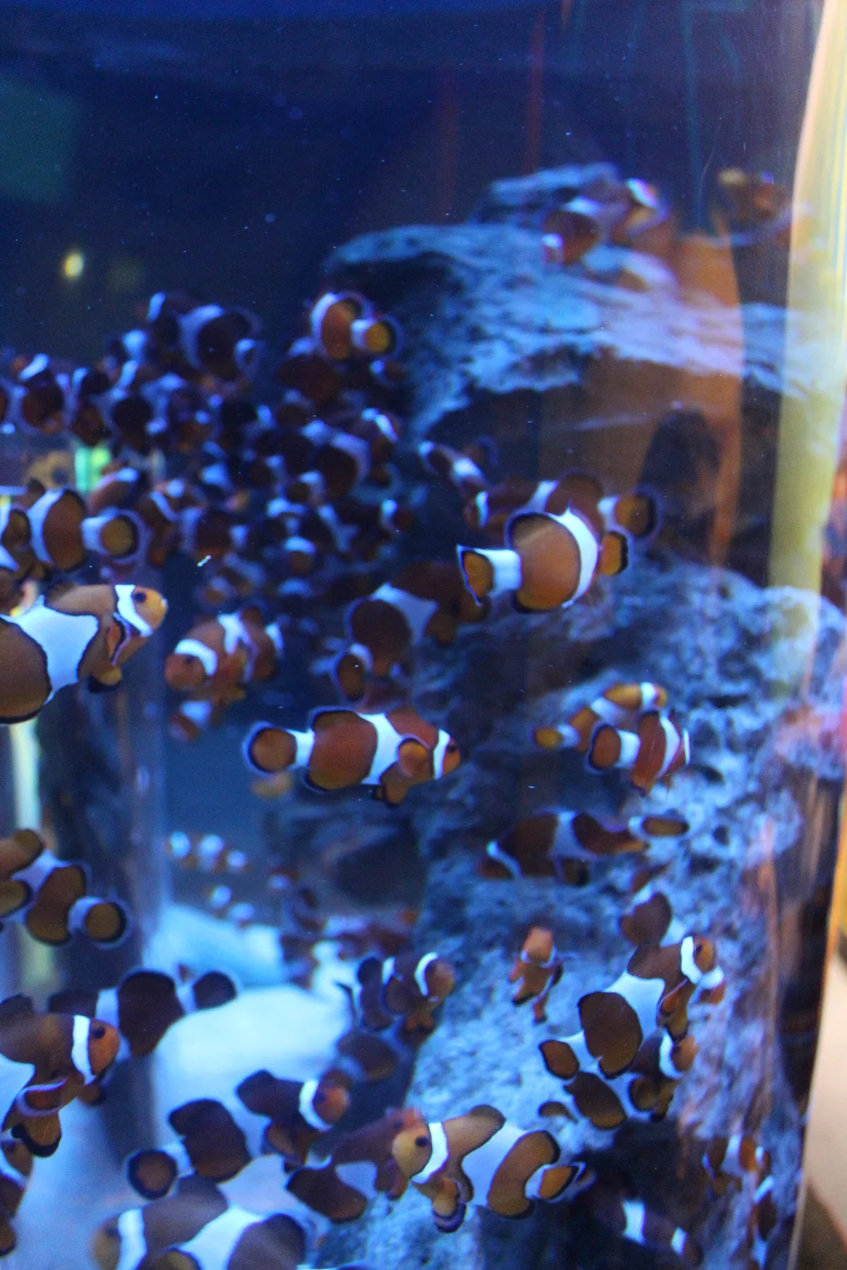 Two Oceans Aquarium