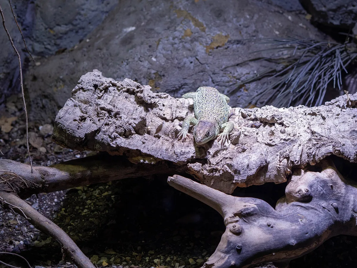 Parco Zoo Punta Verde