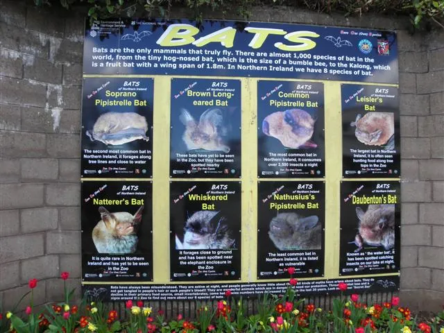 Belfast Zoo