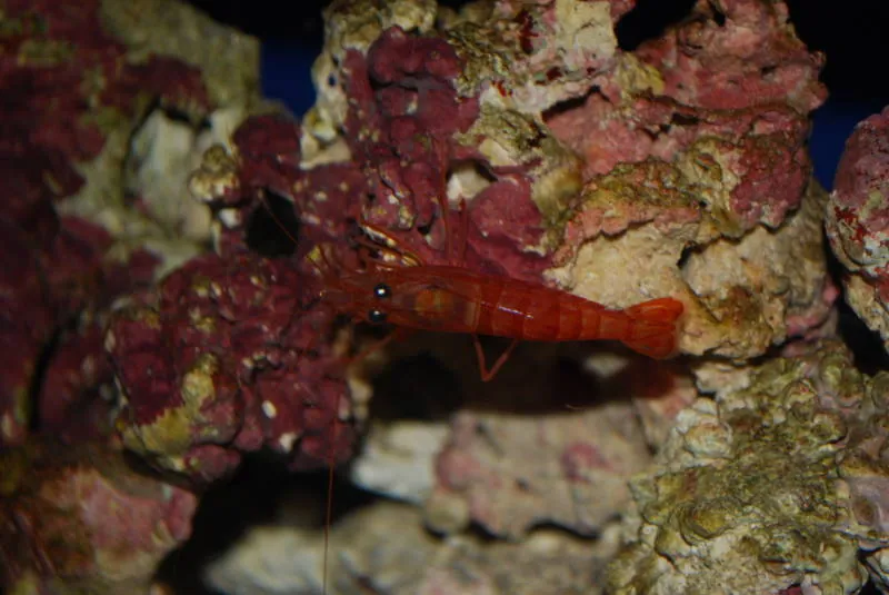 Waikiki Aquarium