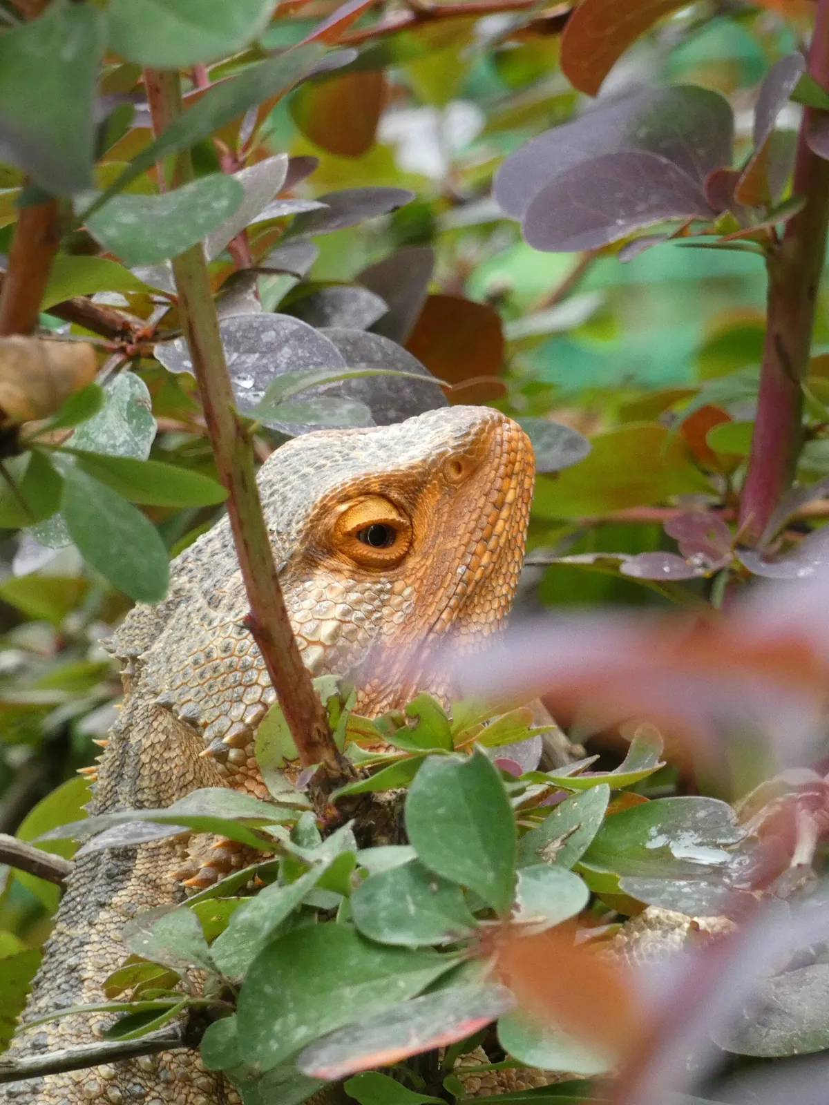 Happ's Reptilienzoo