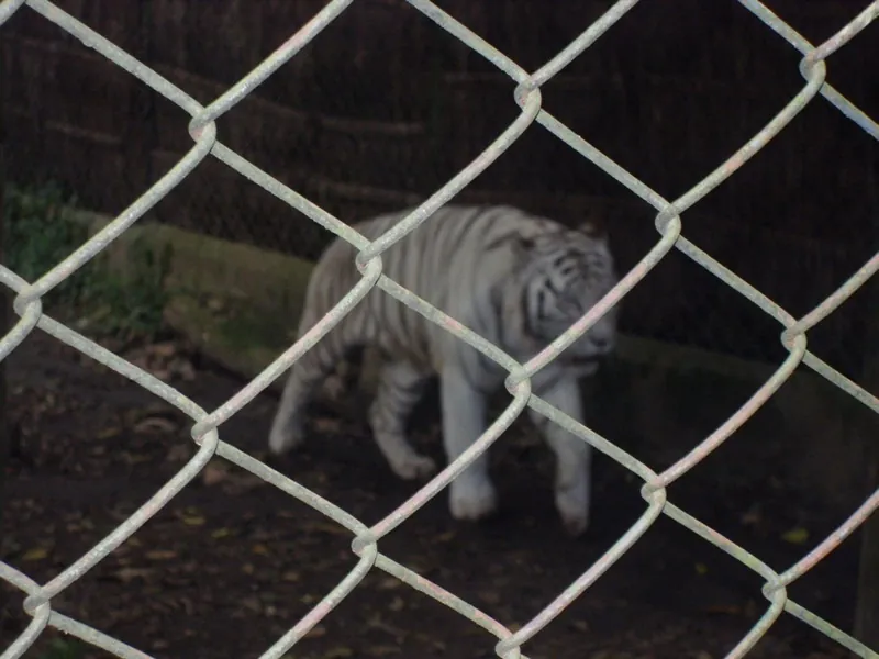 Zoo Safari