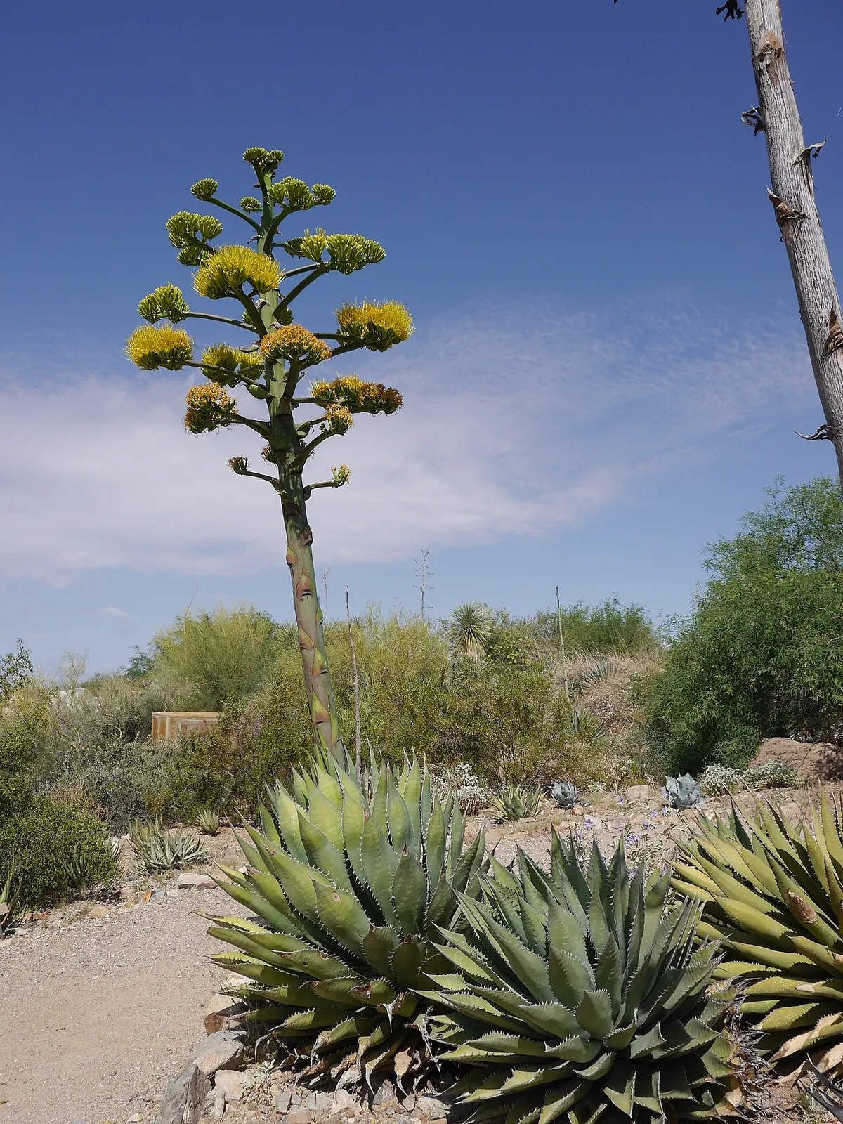 Arizona-Sonora Desert Museum