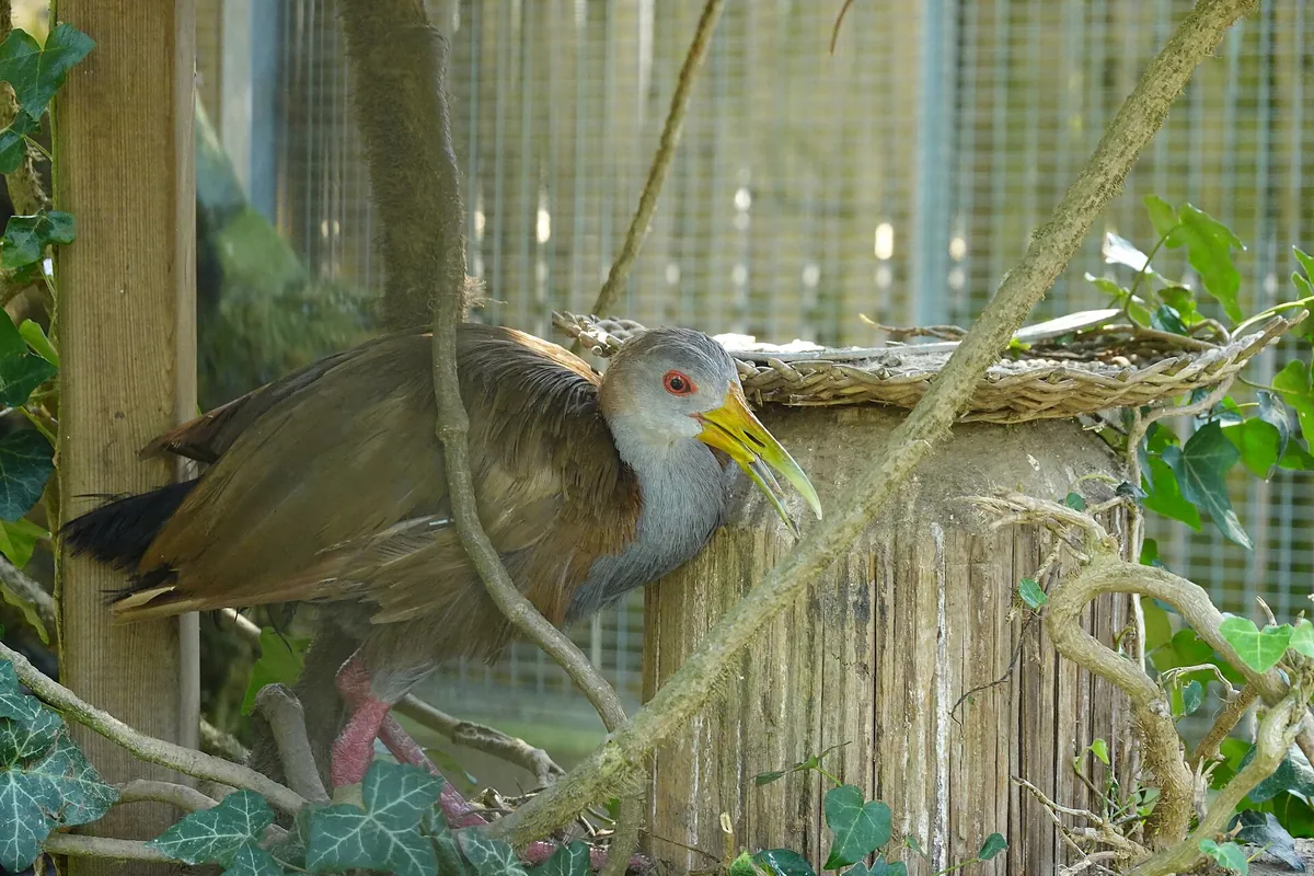 Vogelpark Turnersee