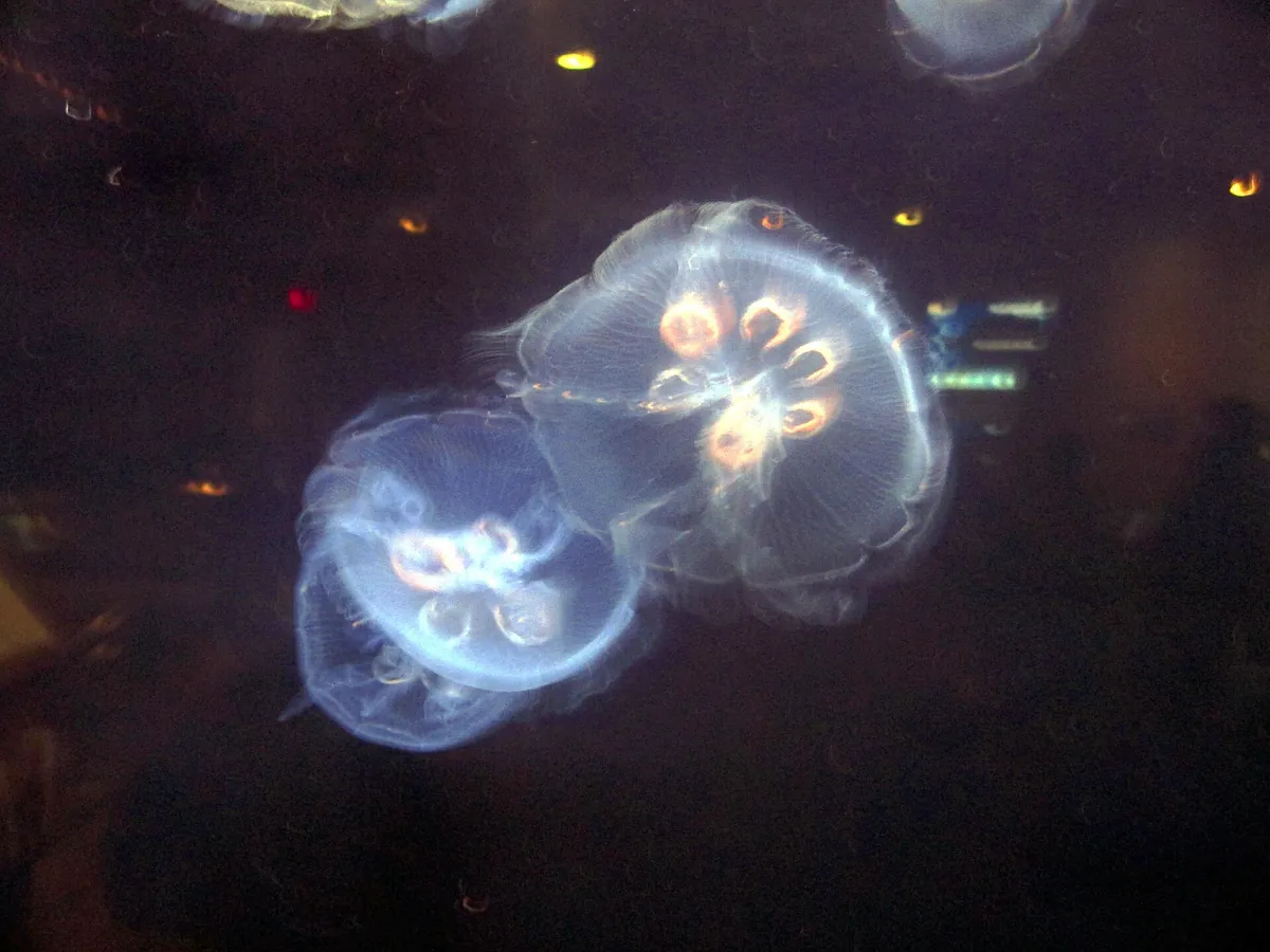 South Carolina Aquarium