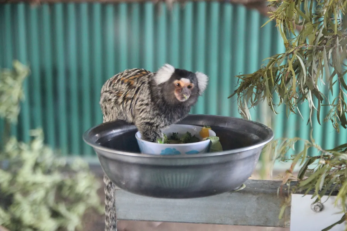 Tasmania Zoo