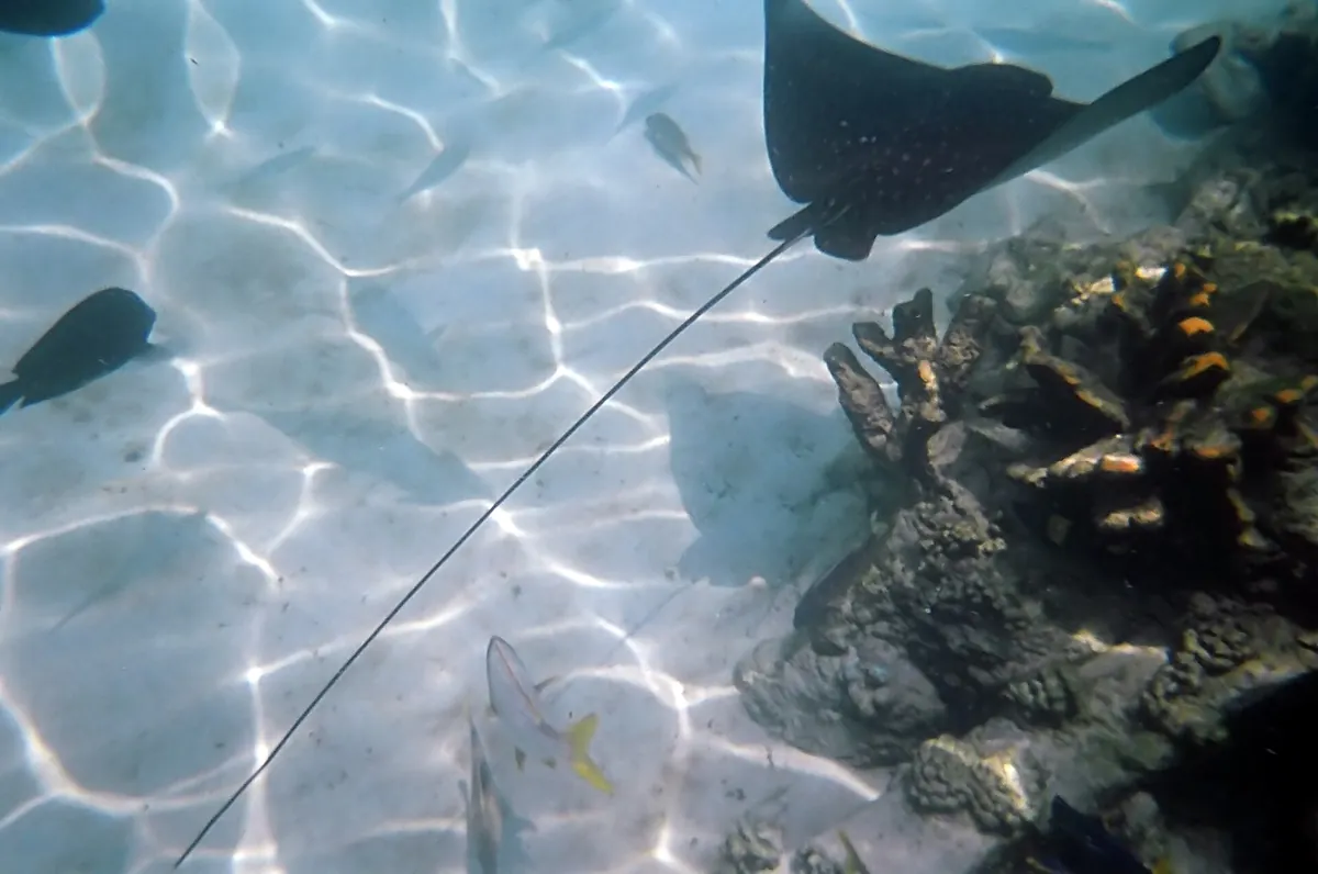 Discovery Cove