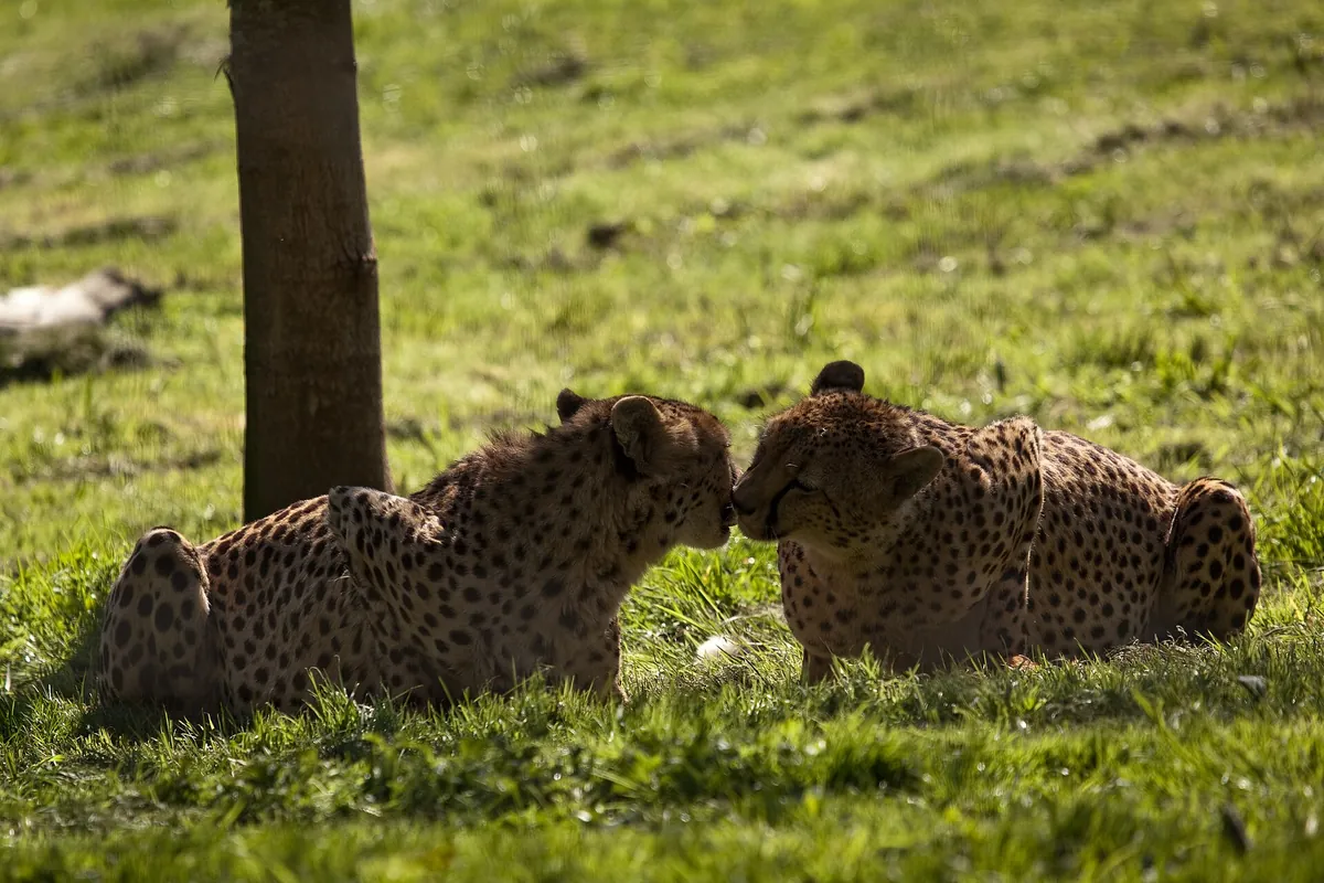 Hamilton Zoo