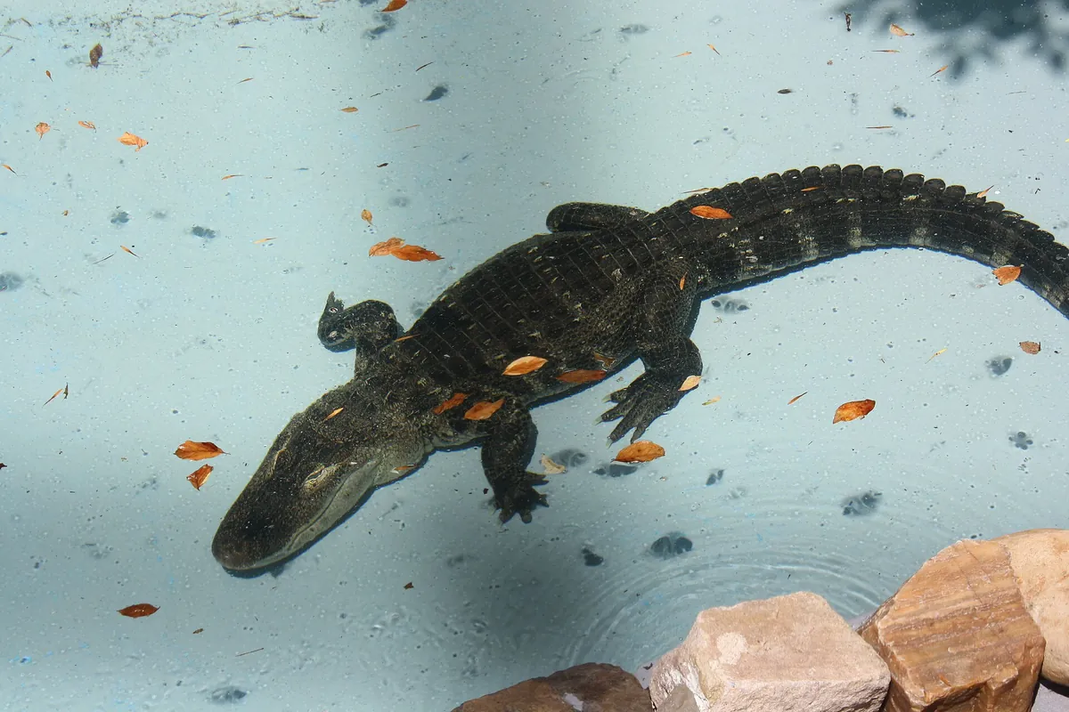 Elmwood Park Zoo