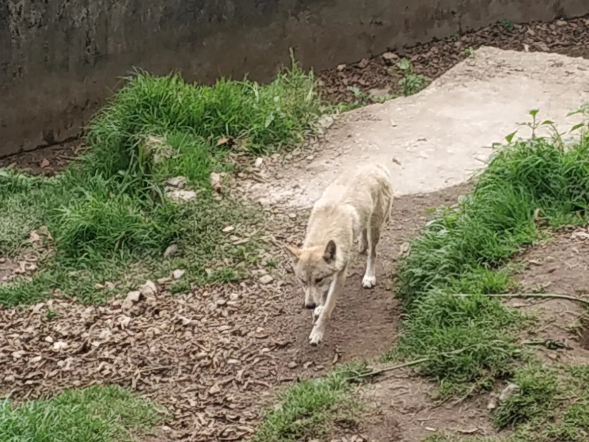 Padmaja Naidu Himalayan Zoological Park
