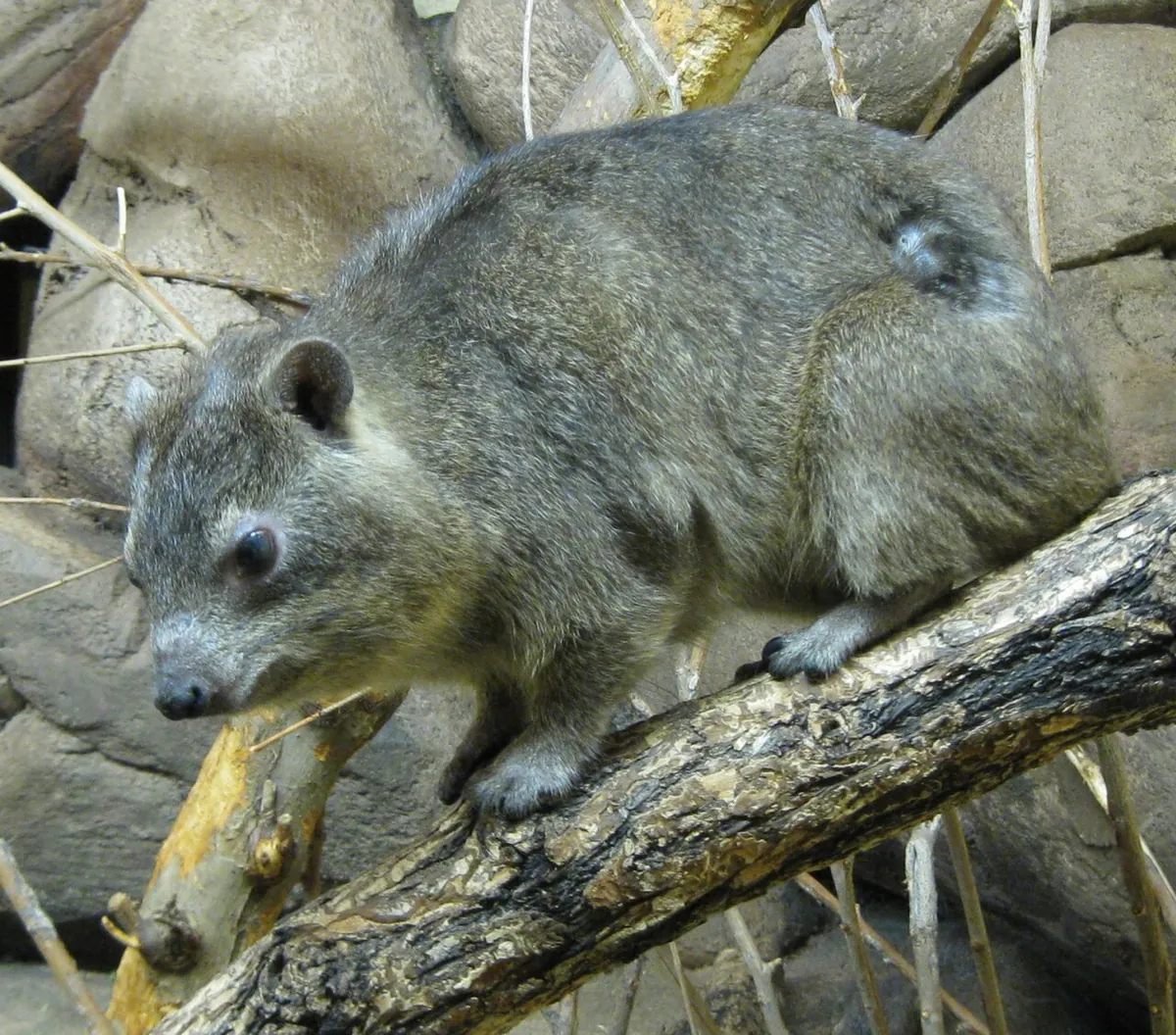 Pueblo Zoo
