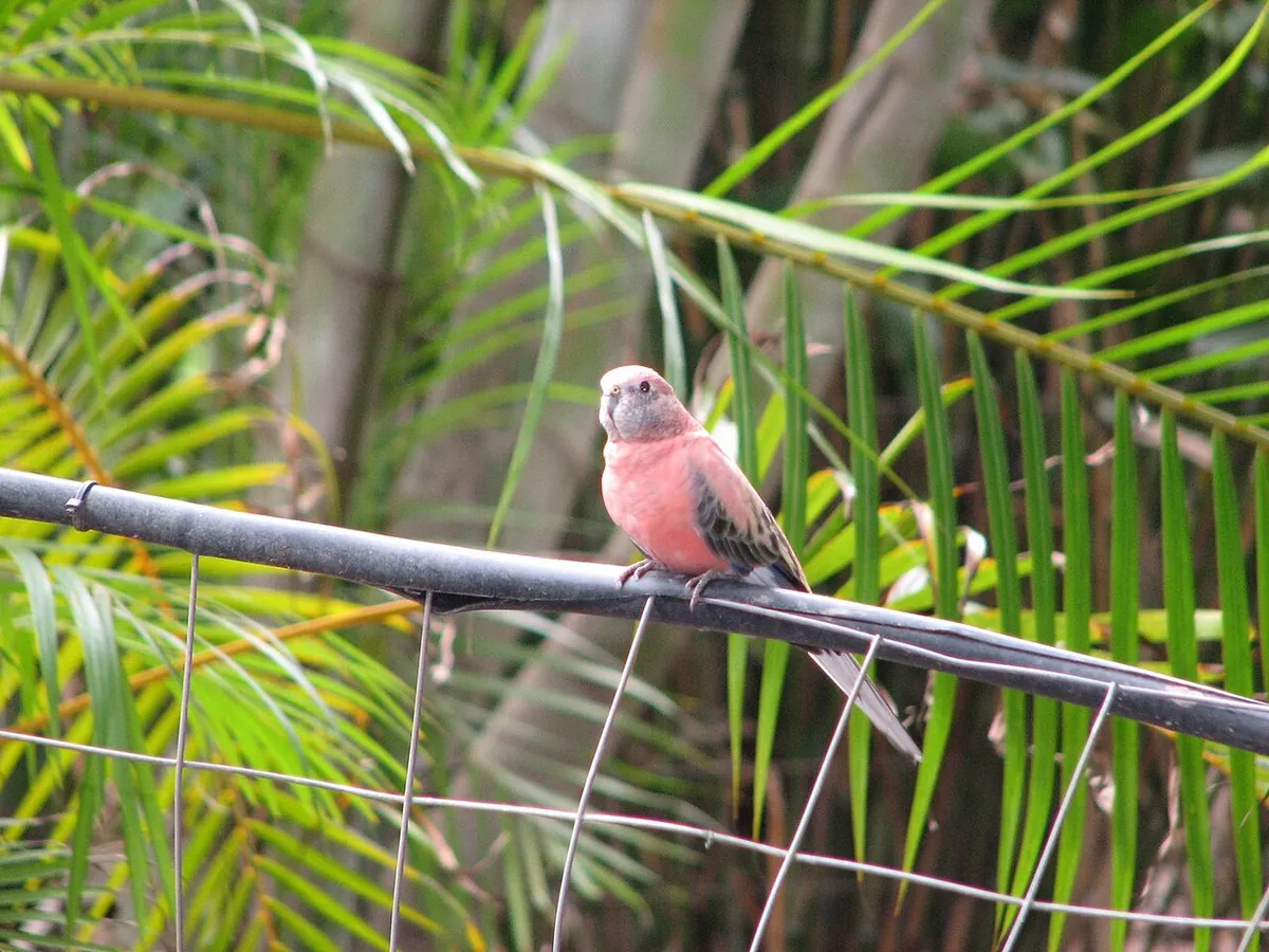 Flying High Bird Sanctuary