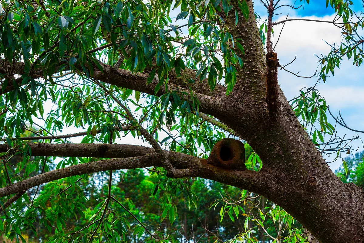 Parque Ecológico de São Carlos