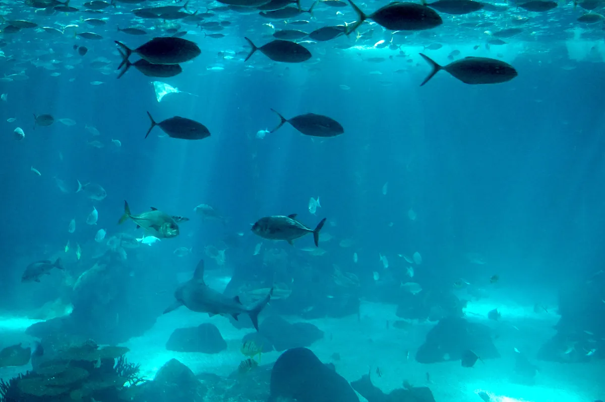 Oceanário de Lisboa