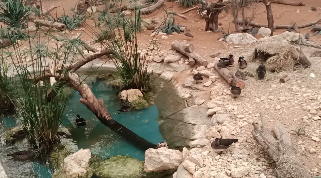 Al Ain Zoo