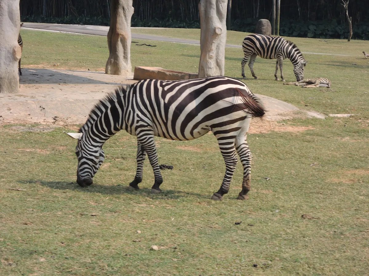 Chimelong Safari Park