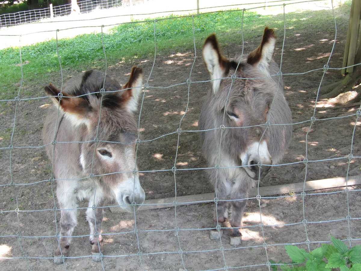 Wild- und Freizeitpark Allensbach