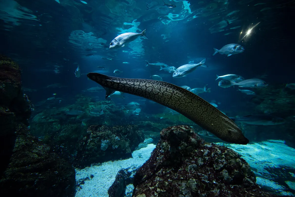 L’Aquàrium de Barcelona