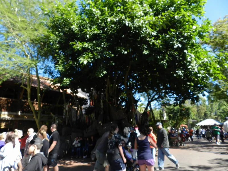 Disney's Animal Kingdom