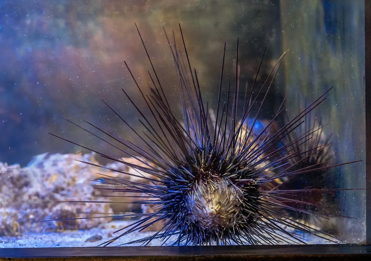 AquaRio
