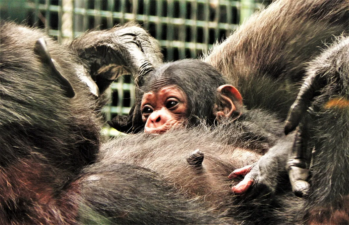 Rockhampton Zoo