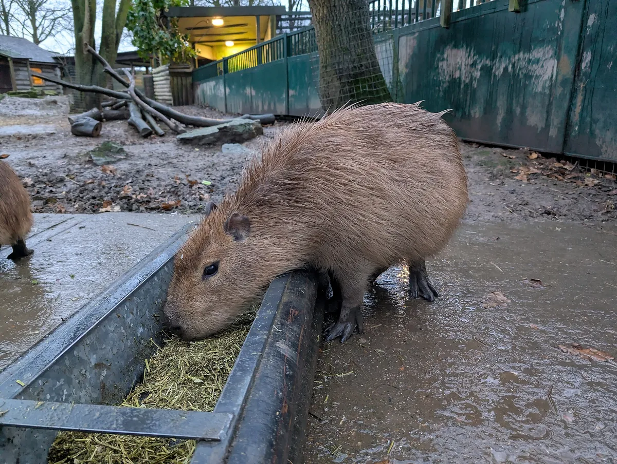 Drusillas Park