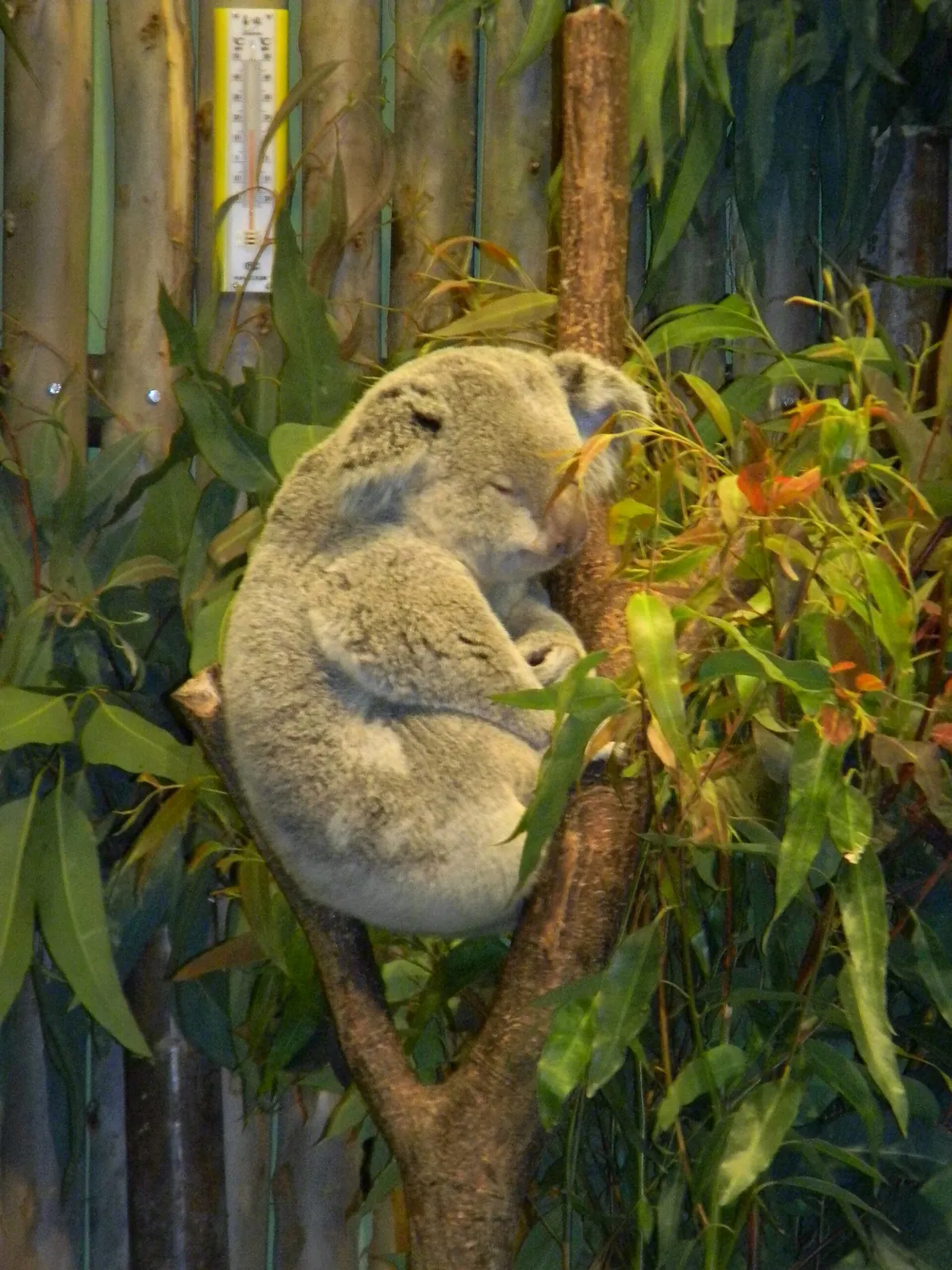 Chimelong Safari Park