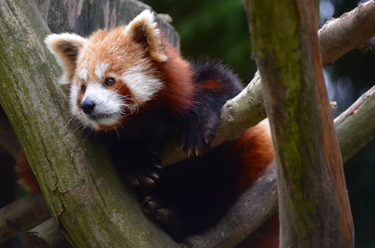 Cleres Zoological Park