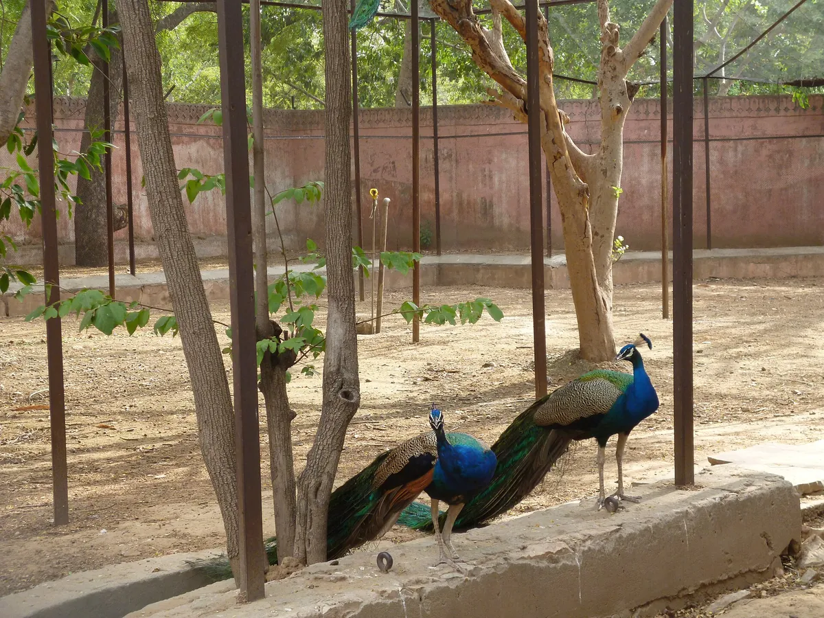Jaipur Zoo