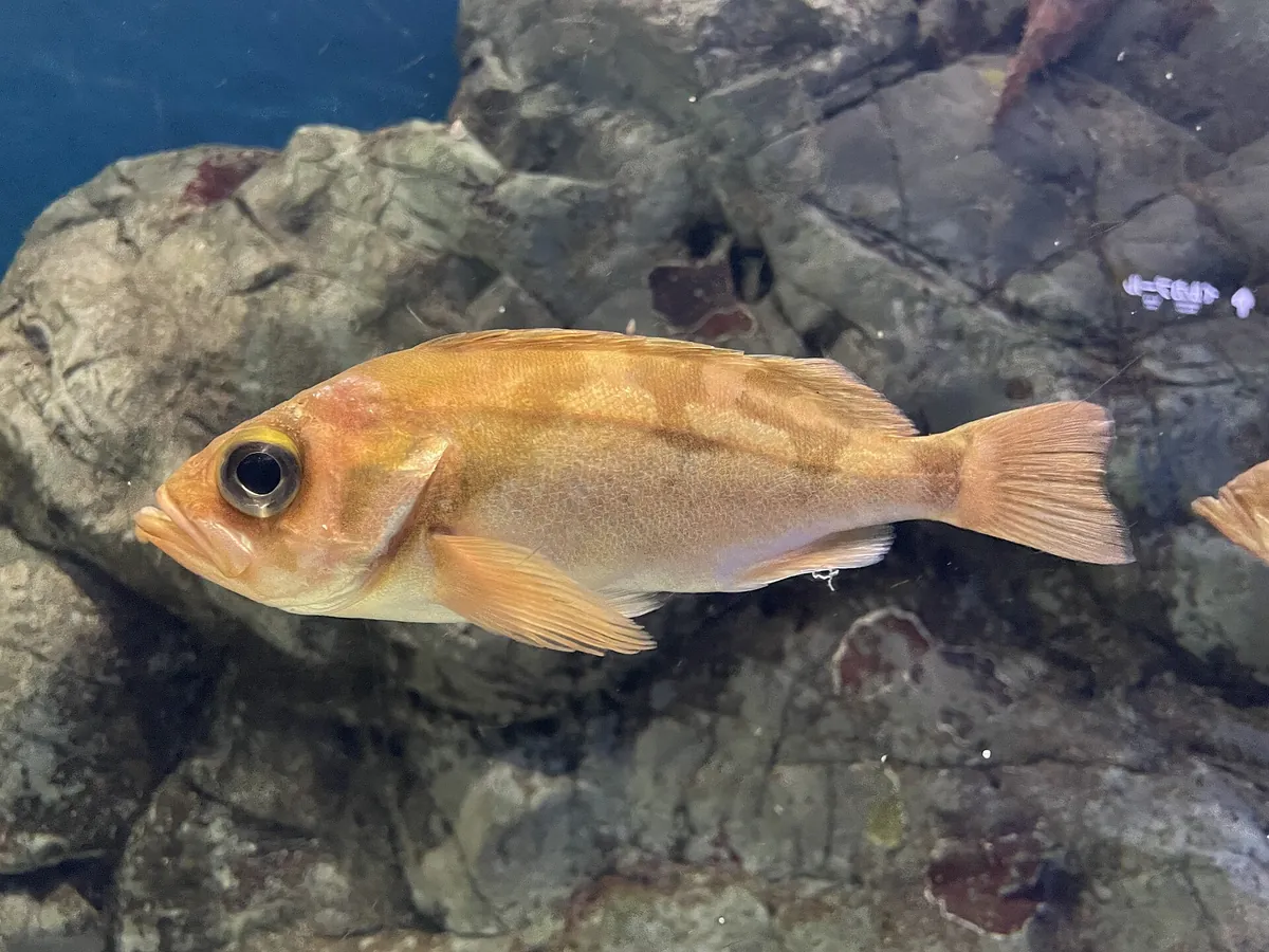 Asamushi Aquarium