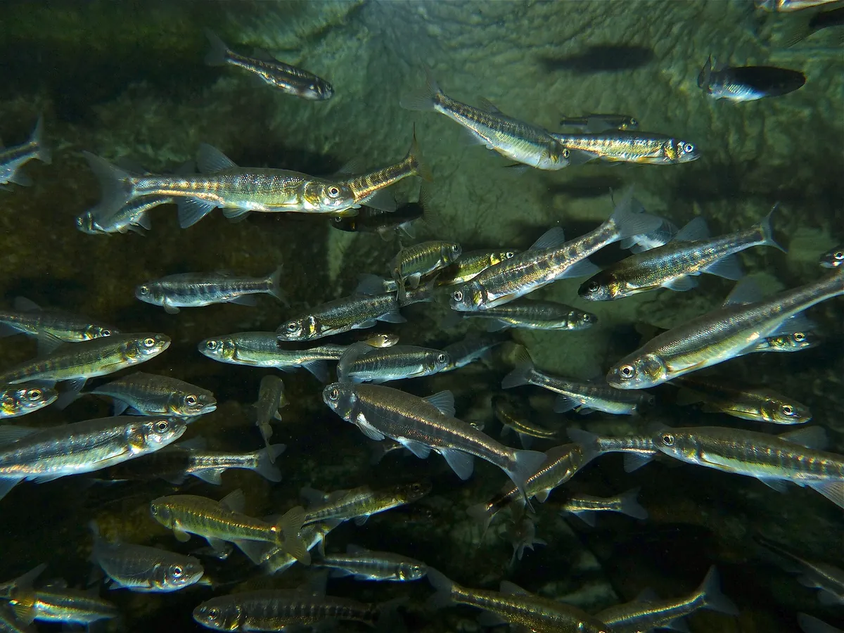 Grand Aquarium de Touraine