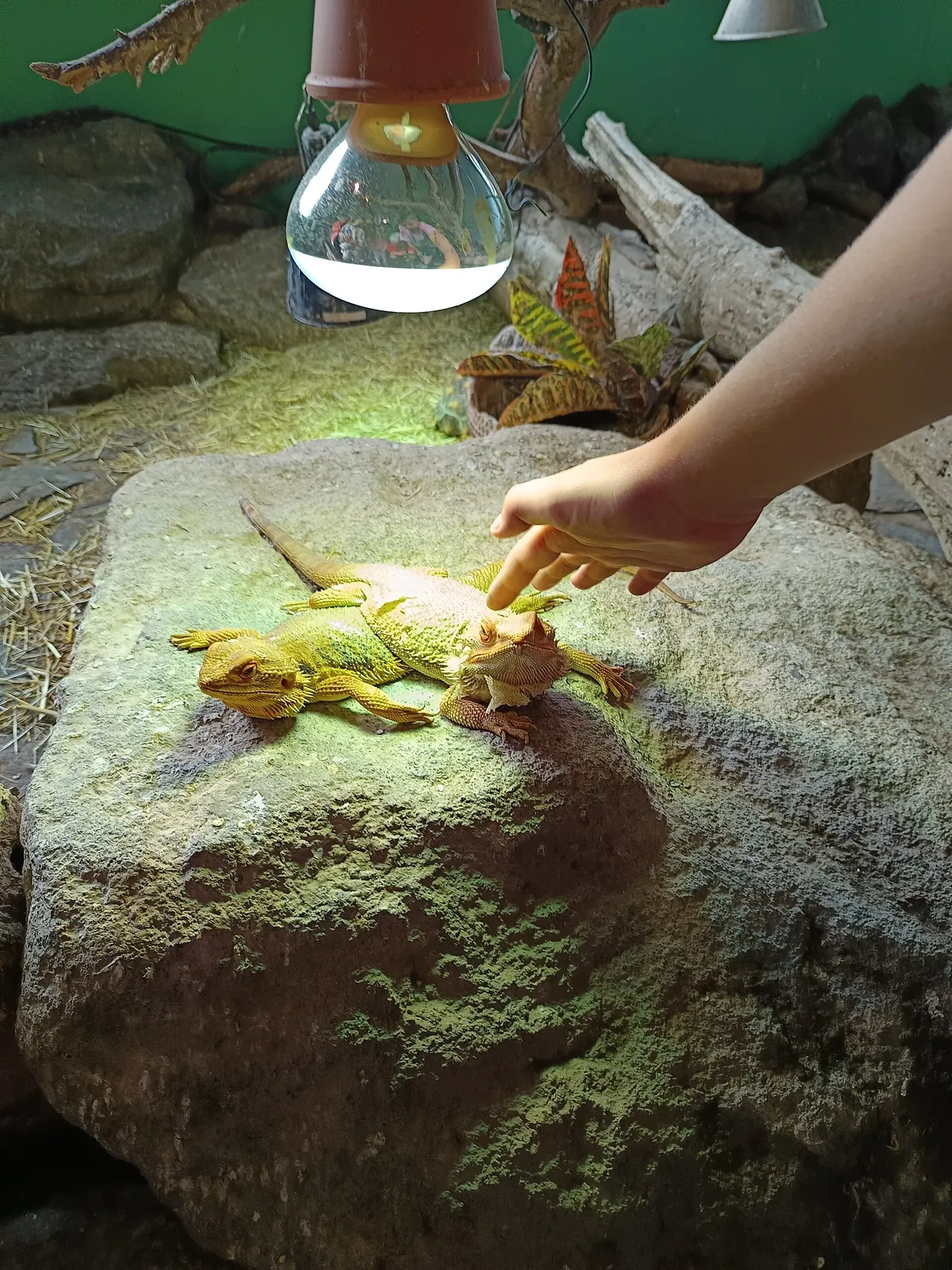 Zoo Kontakt