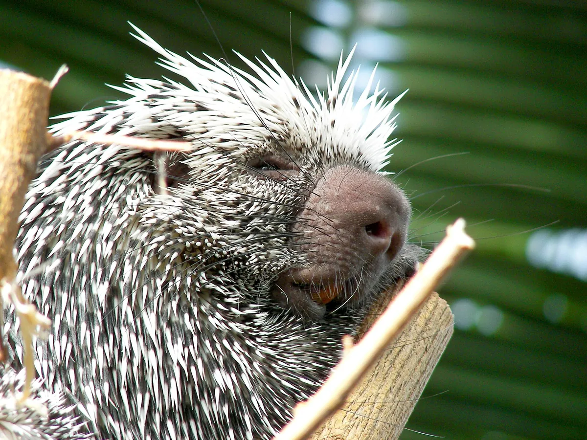 Mesker Park Zoo and Botanic Garden