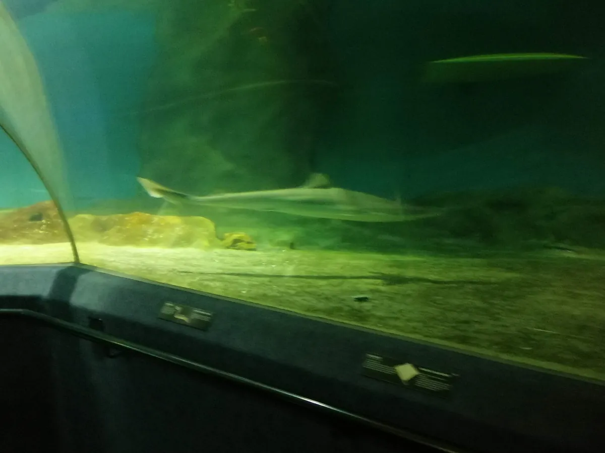 National Aquarium of New Zealand