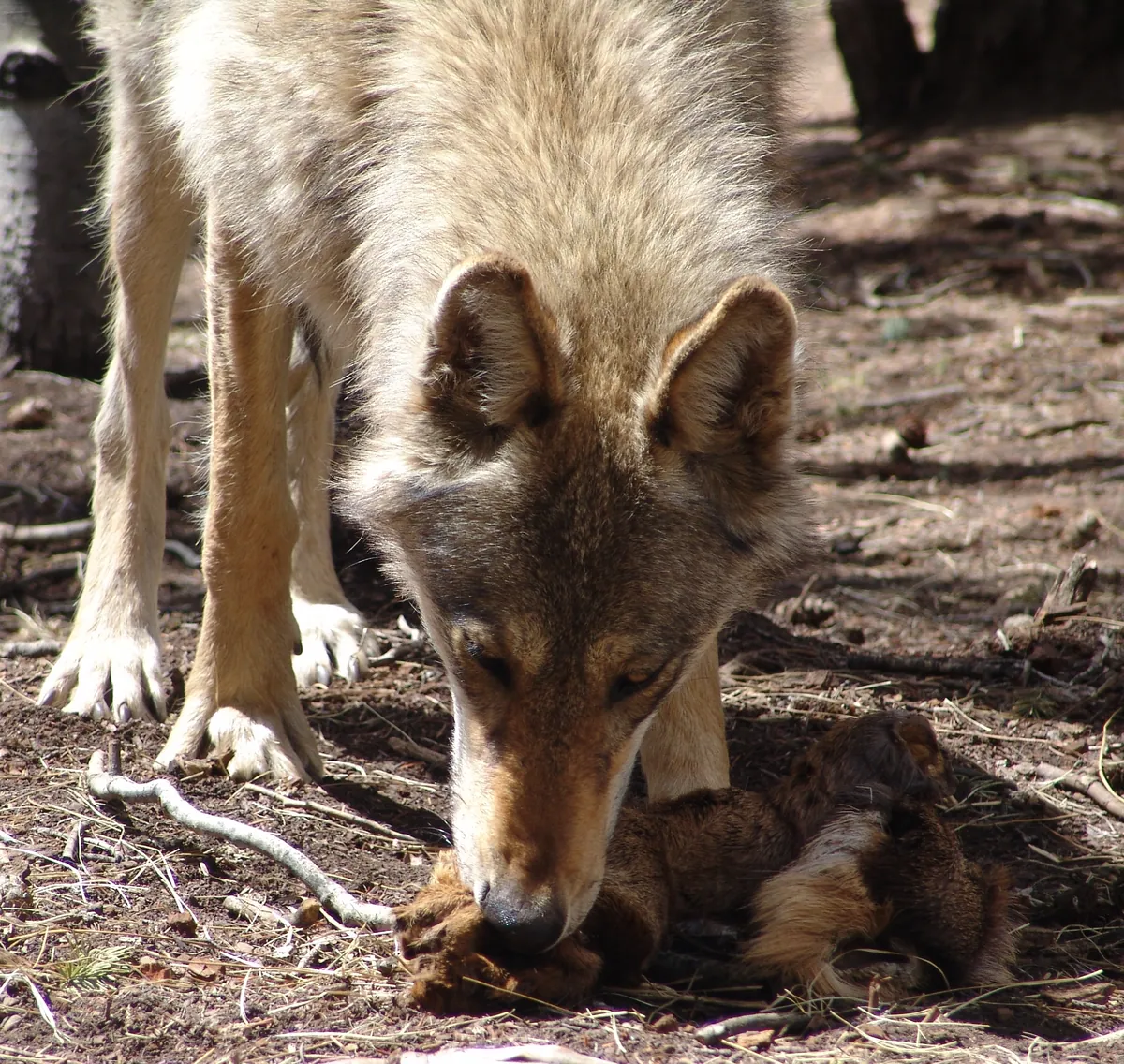 Colorado Wolf & Wildlife Center
