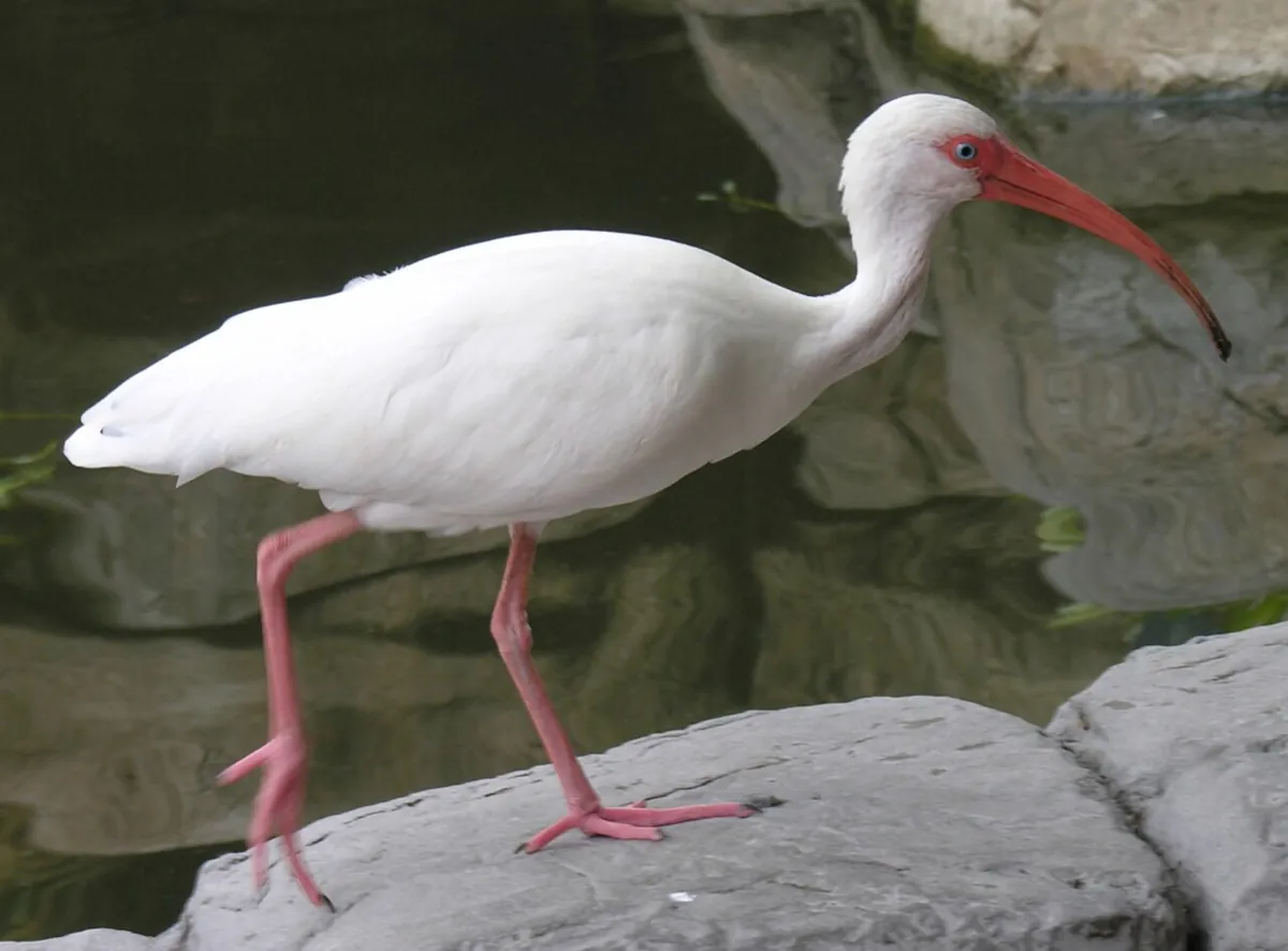 Gulf Breeze Zoo