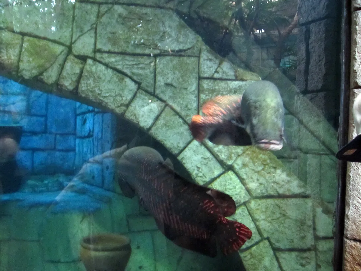 Shark Reef Aquarium at Mandalay Bay