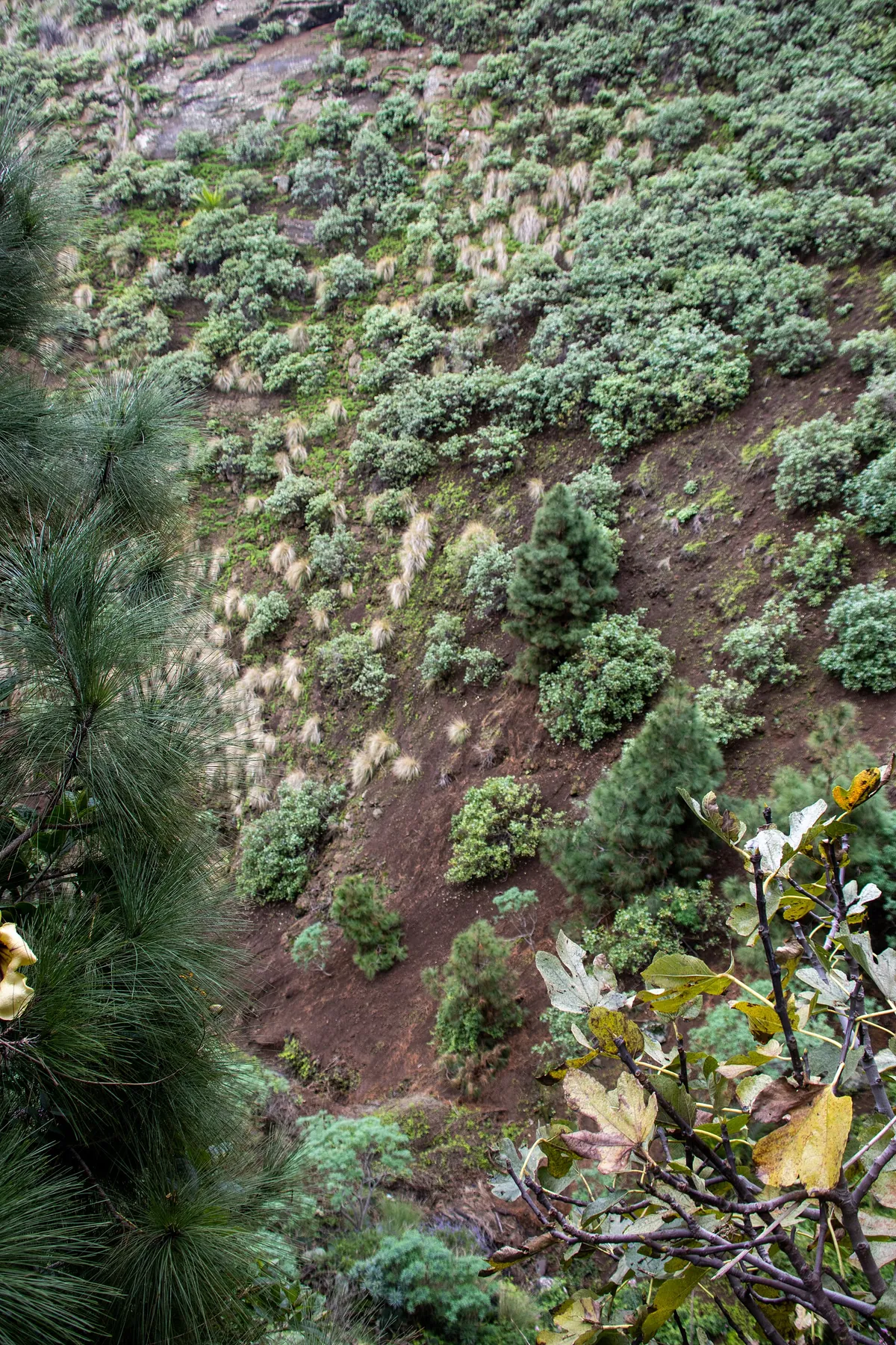 MAROPARQUE ISLA DE LA PALMA